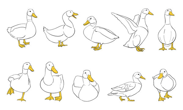 vector illustration of duck isolated on white background.