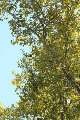 Fototapeta na wymiar tree and the blue sky