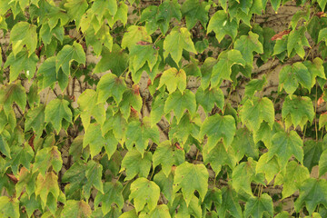 leaves on wall texture and background
