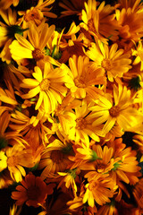 yellow flowers background