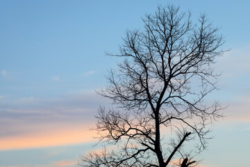 Silhouette of a Single Tree with Bare Branches against an Evening Sky