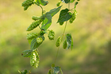 Hop cones growing on the farm. An essential ingredient for brewing beer.