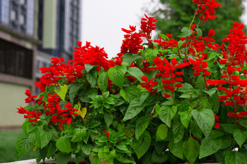 beautiful red flowers in the city flowerbed. Flowers in downtown
