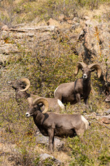 Bighorn Sheep in Waterton Autumn