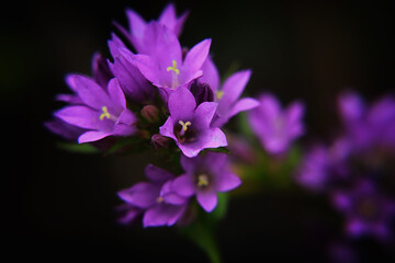 close up of a purple flower