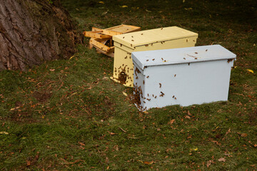 Wild honey bees moving into a beekeeper's bait box from the scent of pheromones