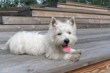 Portrait dog breed West Highland White Terrier. Westie lies on a wooden deck with his legs outstretched. The pet is white.