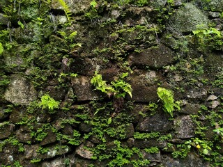 green moss on stone wall