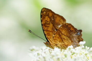 Fototapeta na wymiar Butterfly(comma) sips sweet nectar