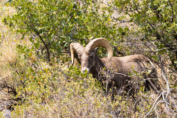 Bighorn Sheep in Waterton Autumn