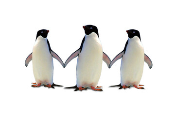 three penguins on a beach