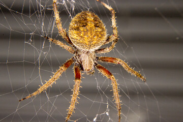Spider waiting for food
