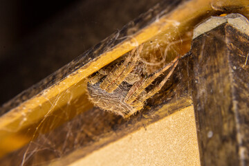 spider snuggling in from the cold air