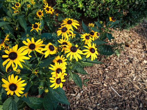 FLORES MARGARITAS AMARILLAS