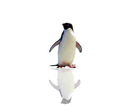 Penguin Isolated On White Background