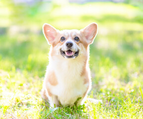 Pembroke welsh corgi puppy sits on green summer grass in the rays of the setting sun