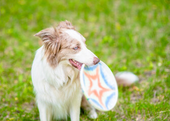 Playful Border collie holds fly disc in it mouth, sits on green summer grass and looks away