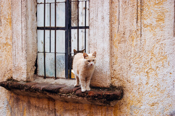 Two small cats standing at the windowsill.