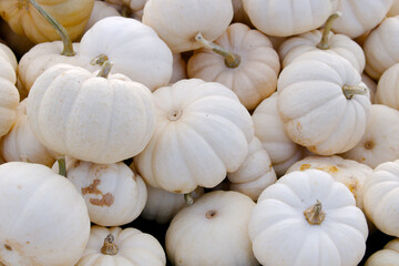Bin displaying large number of White Tiny Pumpkins filled to overflowing at farmer's market for sale in country town
