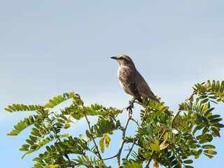 Close-up of a beautiful bird perched on the highest branch of a tree, seen from the side, on a sunny blue sky day.