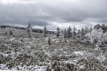 樹氷の付いた冬の森の木々。北海道