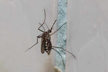 Anopheles or Aedes aedes on wall in the bathroom