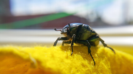 Green june beetle. Selective focusing on the beetle's head. Insects close-up.