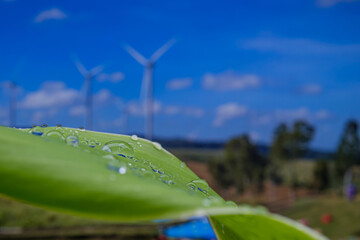 Eco Nature Background with  Blue Sky ,Wind turbines and  Water Drops on Green fresh leaf