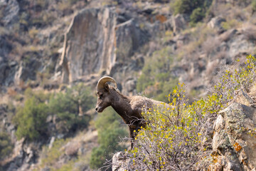 Bighorn Sheep in Waterton Autumn