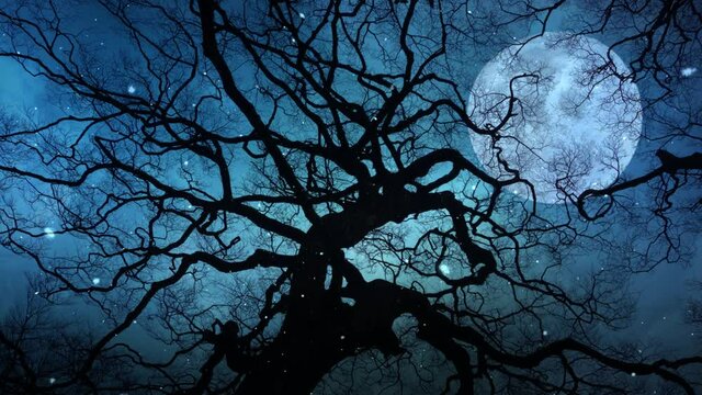 Looking up through Silhouette Tree Branches 4K Loop features a view of the sky though the silhouette of an old tree with moving clouds and snowflakes falling in a loop.