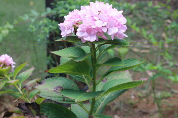 pink flowers in the garden