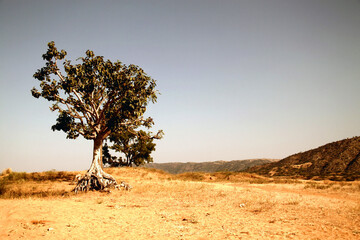 Tree in the desert - Rajasthan, India