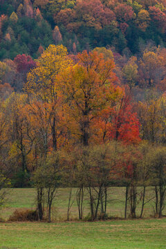 Autumn, East Tennessee Foothills