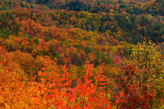 Autumn From Foothills Parkway, East Tennessee