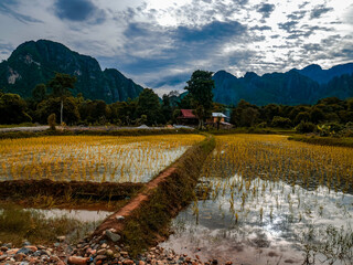 Rice Fields Vang Vieng