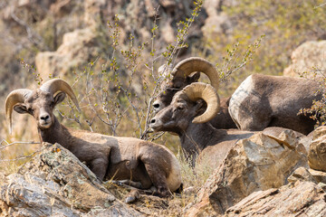 Bighorn Sheep in Waterton Autumn