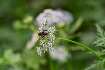 Chinese herbal medicine wild snake bed flower attracts all kinds of insects