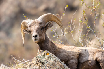 Bighorn Sheep in Waterton Autumn