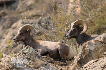 Bighorn Sheep in Waterton Autumn