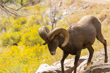 Bighorn Sheep in Waterton Autumn