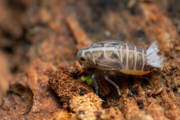 Cixiid Planthopper nymp on wood photographed with high magnification
