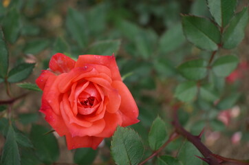 Orange Flower of Rose 'Petite Folie' in Full Bloom
