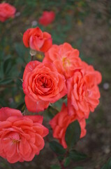 Orange Flower of Rose 'Petite Folie' in Full Bloom
