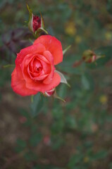 Orange Flower of Rose 'Petite Folie' in Full Bloom
