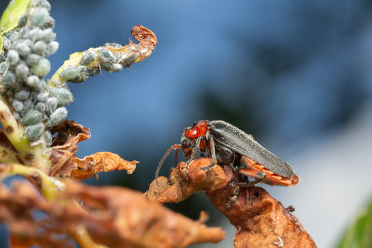 Soldier beetle, Cantharis rustica and aphids