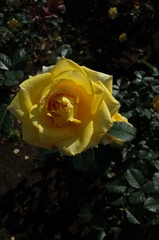 Yellow Flower of Rose 'Pfalzer Gold' in Full Bloom
