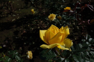 Yellow Flower of Rose 'Pfalzer Gold' in Full Bloom
