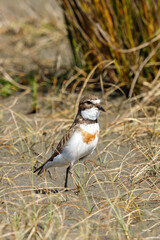 Female Double-banded Dotterel in Australasia
