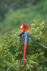 Red Scarlet Macaws (Ara Macao) in Costa Rica