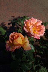 Orange blend Flower of Rose 'Philippe Noiret' in Full Bloom
